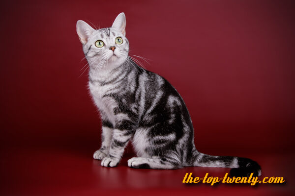 American Shorthair cat